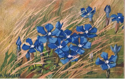 Valeriana blu, Cartolina, 1940s da Anna Haller