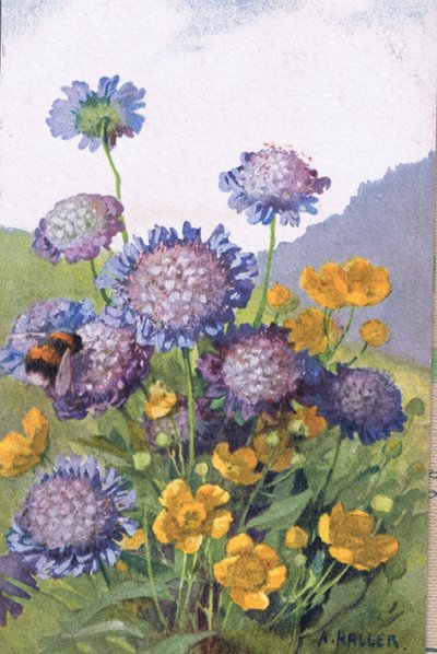 Ranuncoli; Fiordalisi e ape, Cartolina, 1940s da Anna Haller