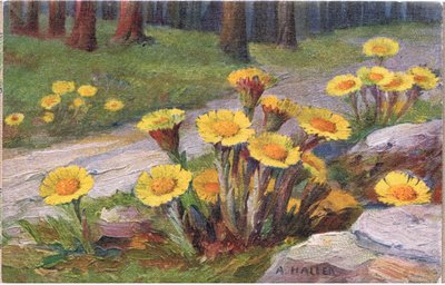 Farfara, Cartolina, 1940s da Anna Haller