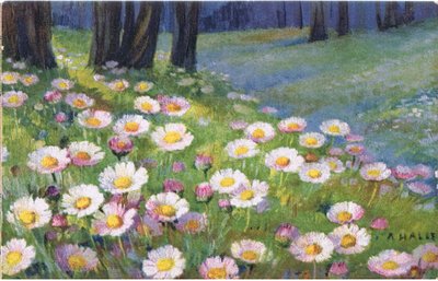Margherite, Cartolina, 1940s da Anna Haller