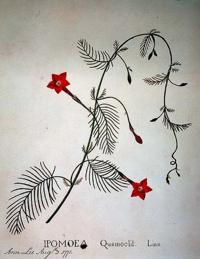 Vite di Cipresso: Ipomoea quomoclit da Anna Lee