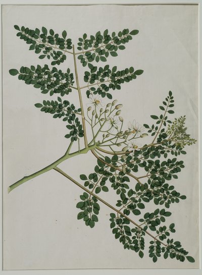 Moringa oleifera, anche chiamato albero di rafano o albero di tamburo da Anna Maria Jones