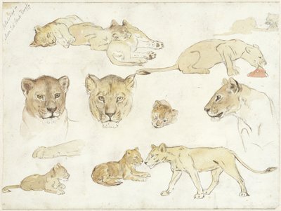 Studi di leoni da Anna Maria Kruijff