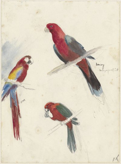 Studi di pappagalli da Anna Maria Kruijff