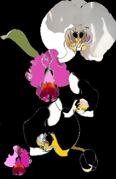 Orchidea da Anna Platts