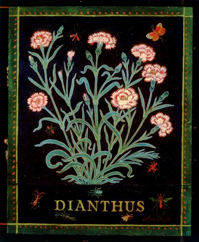 Dianthus da Anna Pugh