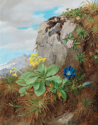 Fiori alpini da Anna Stainer-Knittel