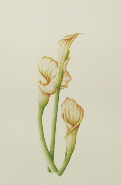 Giglio Arum, 2001 da Annabel Barrett