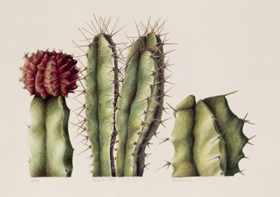 Cactus, 1999 da Annabel Barrett