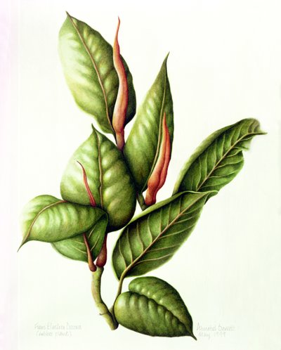 Pianta di Gomma, 1999 da Annabel Barrett