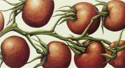 Vite di Pomodoro, 1999 da Annabel Barrett