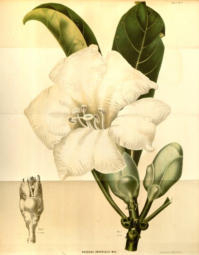 Fagraea imperialis da Annales Musei botanici lugduno batavi