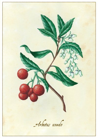 Arbutus unedo da Annalisa Morrocco