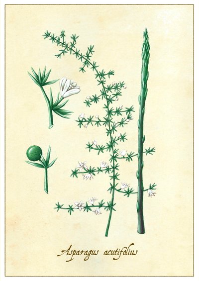Asparagus acutifolius da Annalisa Morrocco