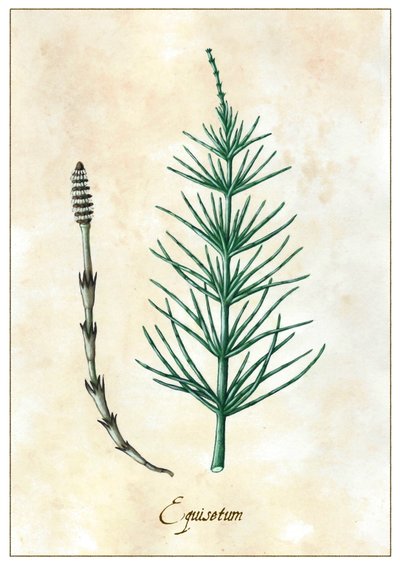 Equisetum, 2015 da Annalisa Morrocco