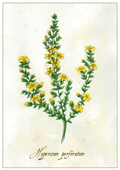 Hypericum perforatum, 2015 da Annalisa Morrocco