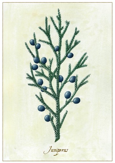Juniperus, 2015 da Annalisa Morrocco