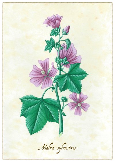 Malva sylvestris, 2015 da Annalisa Morrocco