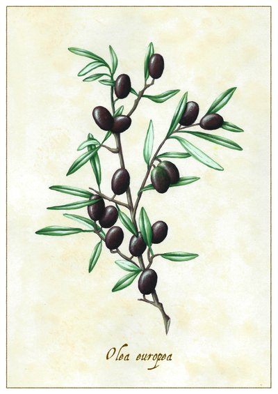 Olea europea da Annalisa Morrocco