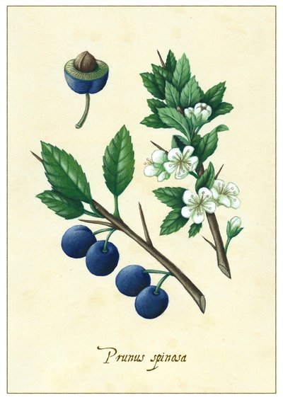 Prunus spinosa da Annalisa Morrocco