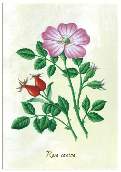 Rosa canina da Annalisa Morrocco