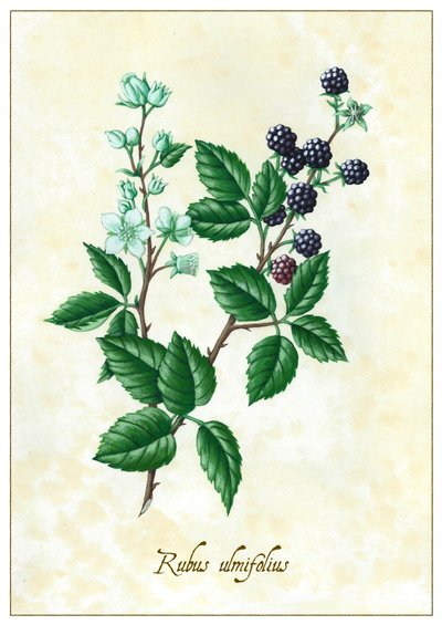Rubus ulmifolius da Annalisa Morrocco
