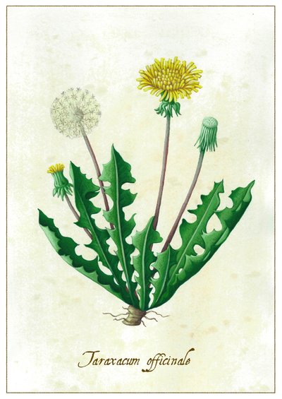 Taraxacum officinale da Annalisa Morrocco