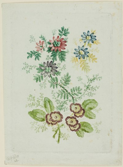Fiori da Anne Allen