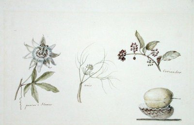 Fiore della passione, anice e coriandolo da Anne Marguerite Hyde de Neuville