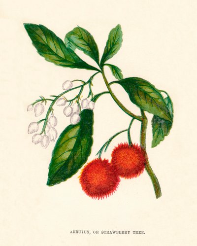 Corbezzolo, o albero di fragole, c1891 da Anne Pratt