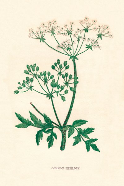 Cicuta comune, c. 1891 da Anne Pratt