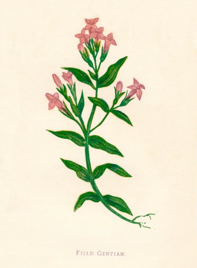 Genziana dei Campi, c1891, 1891 da Anne Pratt