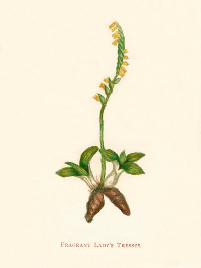 Fragrant Ladys Tresses, c1891 da Anne Pratt