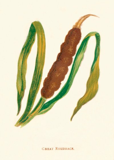 Grande canna palustre da Anne Pratt