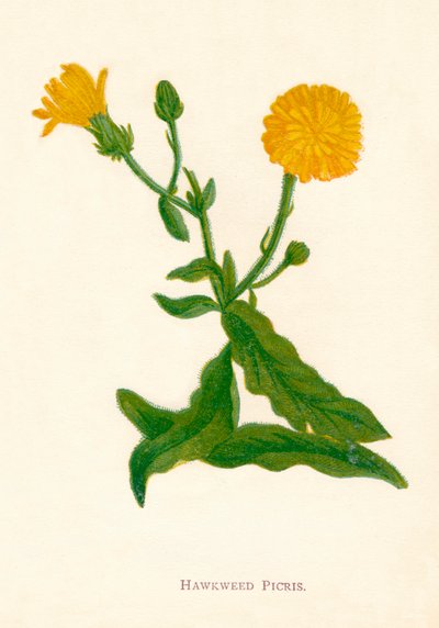 Picris di falco, c1891 da Anne Pratt