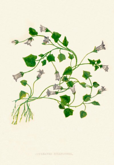 Campanula a foglie d