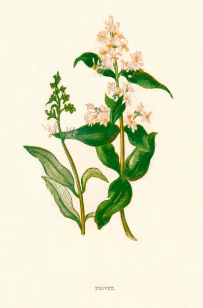 Ligustro, c1891, 1891 da Anne Pratt