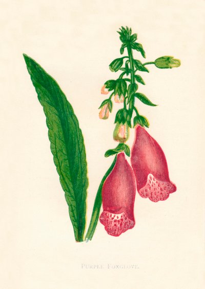 Digitale purpurea, c1891 da Anne Pratt