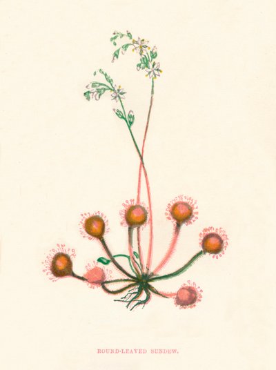 Drosera a foglie rotonde, c1891 da Anne Pratt