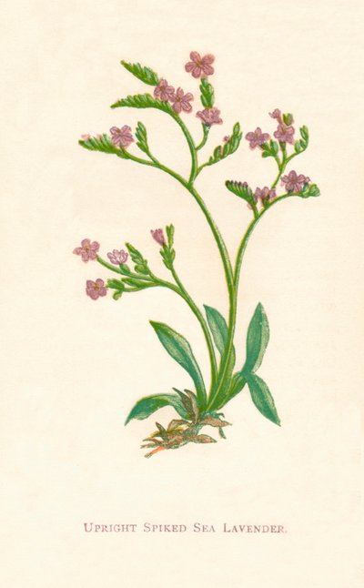 Lavanda di mare con spine erette, c. 1891 da Anne Pratt