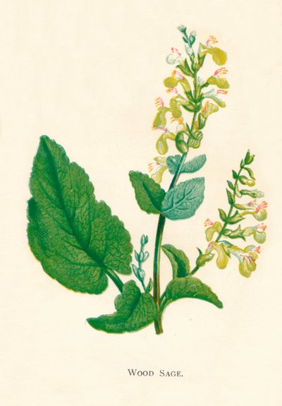 Salvia dei boschi, c1891, 1891 da Anne Pratt