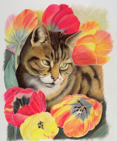 Striato e tulipano da Anne Robinson