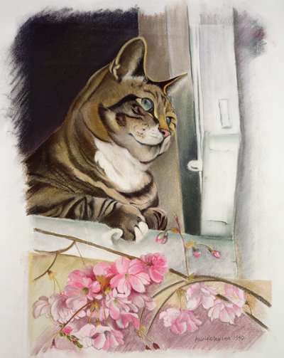 Striato alla finestra da Anne Robinson