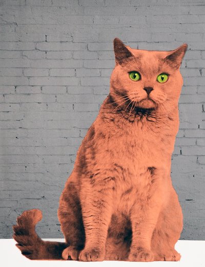 Tutti vogliono essere un gatto, 2017 da Anne Storno