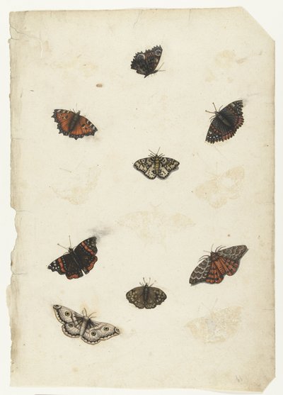 Otto farfalle da Anonymous