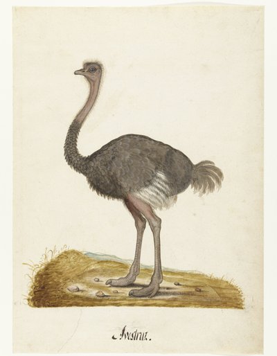 Foglio d