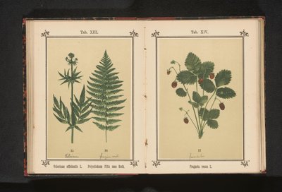Valeriana vera e un ramo di felce maschio da Anonymous