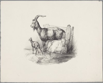 Una capra, un caprone e un agnello da Anonymous