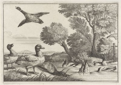 Anatre (Diverse specie di uccelli) da Anonymous