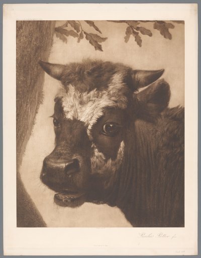 Riproduzione fotografica del dettaglio del dipinto Il toro di Paulus Potter, coll. Mauritshuis da Anonymous